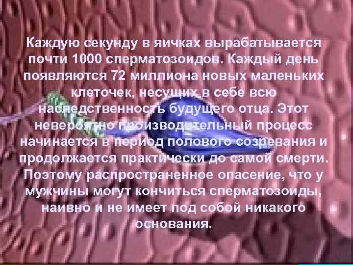 Каждую секунду в яичках вырабатывается почти 1000 сперматозоидов. Каждый день появляются 72 миллиона новых