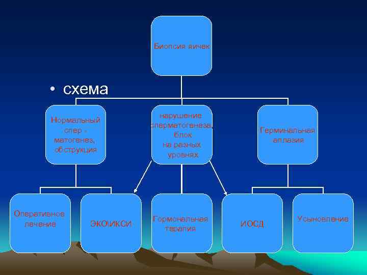 Биопсия яичек • схема Нормальный спер матогенез, обструкция Оперативное лечение ЭКОИКСИ нарушение сперматогенеза, блок