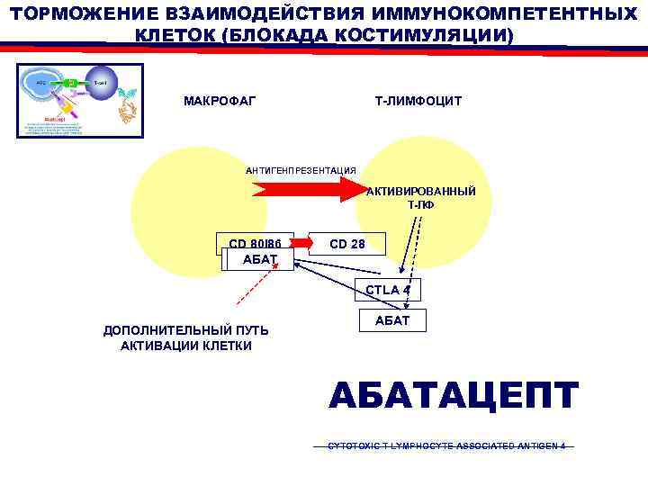 ТОРМОЖЕНИЕ ВЗАИМОДЕЙСТВИЯ ИММУНОКОМПЕТЕНТНЫХ КЛЕТОК (БЛОКАДА КОСТИМУЛЯЦИИ) МАКРОФАГ Т-ЛИМФОЦИТ АНТИГЕНПРЕЗЕНТАЦИЯ АКТИВИРОВАННЫЙ Т-ЛФ CD 80|86 CTLA