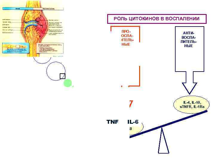 АГ РОЛЬ ЦИТОКИНОВ В ВОСПАЛЕНИИ ПРОВОСПАЛИТЕЛЬНЫЕ МФ АТ АТ АТ АНТИВОСПАЛИТЕЛЬНЫЕ АТ В-лф В-ЛИМФОЦИТЫ
