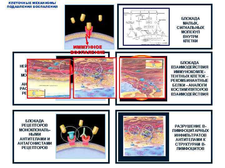 КЛЕТОЧНЫЕ МЕХАНИЗМЫ ПОДАВЛЕНИЯ ВОСПАЛЕНИЯ БЛОКАДА МАЛЫХ, СИГНАЛЬНЫХ МОЛЕКУЛ ВНУТРИ КЛЕТКИ ИММУННОЕ ВОСПАЛЕНИЕ НЕЙТРАЛИЗАЦИЯ ЦИТОКИНОВ