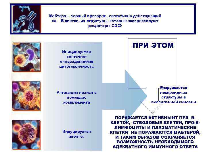 Мабтера – первый препарат, селективно действующий на В-клетки, их структуры, которые экспрессируют рецепторы CD