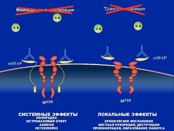 Мембранная сигнализация Транс-сигнализация р. ИЛ-6 Р м. ИЛ-6 Р gp 130 СИСТЕМНЫЕ ЭФФЕКТЫ ЛИХОРАДКА