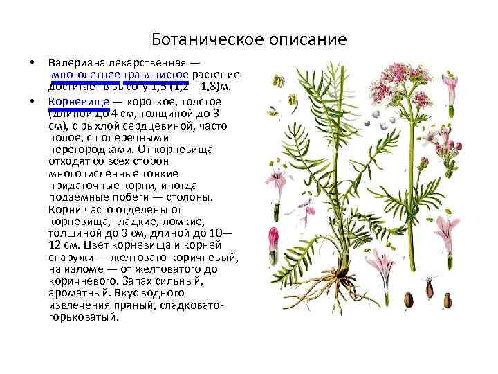 Ботаническое описание. Валерьяна растение описание. Valeriana officinalis формула. Валериана лекарственная описание растения. Валериана лекарственная лечебные описание.