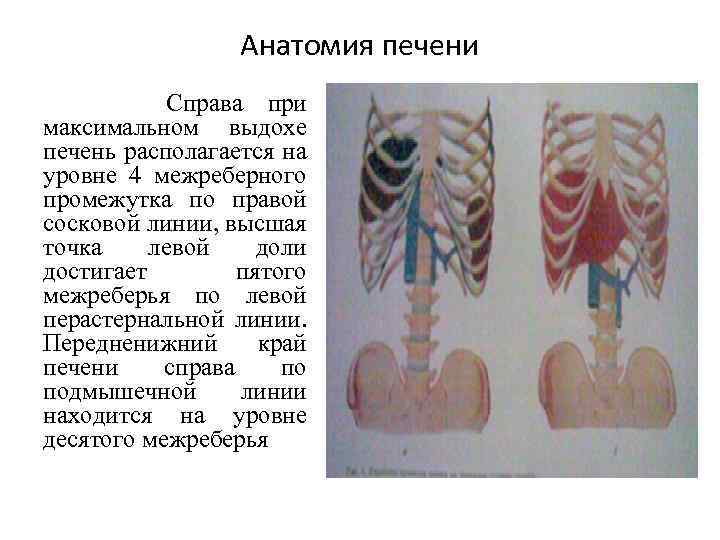 Анатомия печени Справа при максимальном выдохе печень располагается на уровне 4 межреберного промежутка по