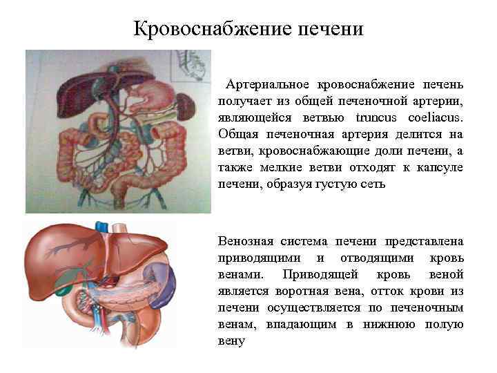 Синдромы поражения печени. Система кровообращения печени. Анатомия сосудистой системы печени.. Особенности кровеносной системы печени. Кровоток печени.