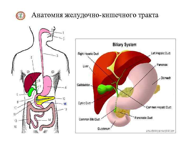 Анатомия жкт