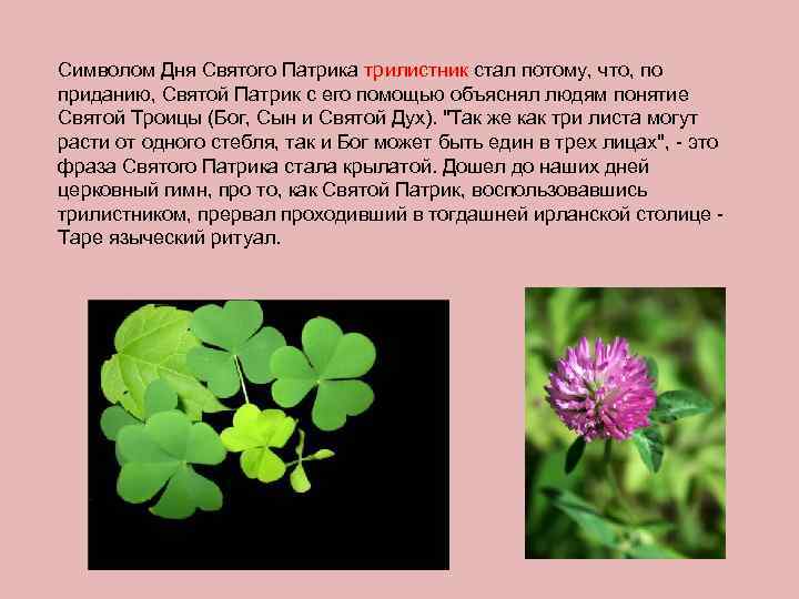 Символом Дня Святого Патрика трилистник стал потому, что, по приданию, Святой Патрик с его