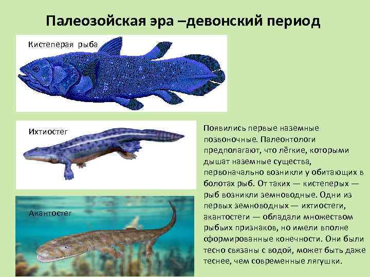 Какие особенности кистеперых рыб. Палеозойская Эра Девонский период рыбы. Латимерия Эволюция. Кистеперые рыбы Эра.