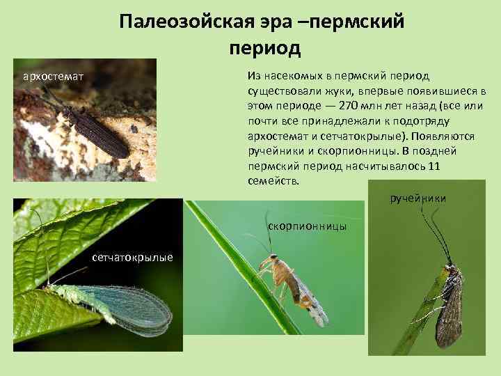 Палеозойская эра –пермский период Из насекомых в пермский период существовали жуки, впервые появившиеся в