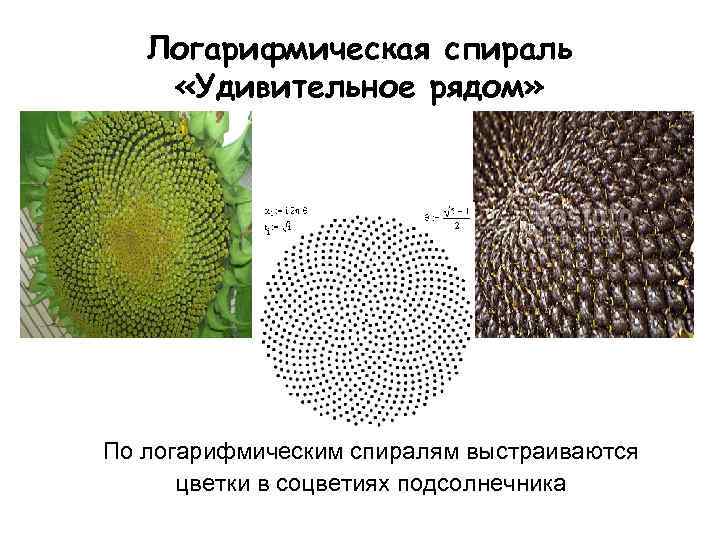 Логарифмическая спираль «Удивительное рядом» По логарифмическим спиралям выстраиваются цветки в соцветиях подсолнечника 
