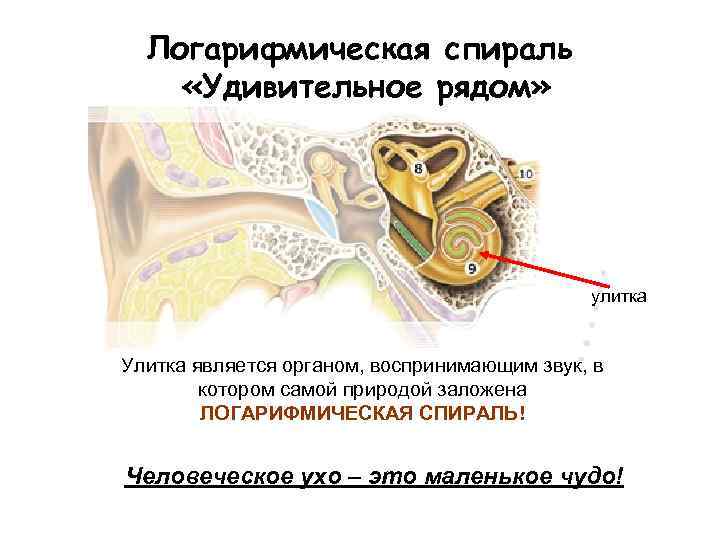 Логарифмическая спираль «Удивительное рядом» улитка Улитка является органом, воспринимающим звук, в котором самой природой