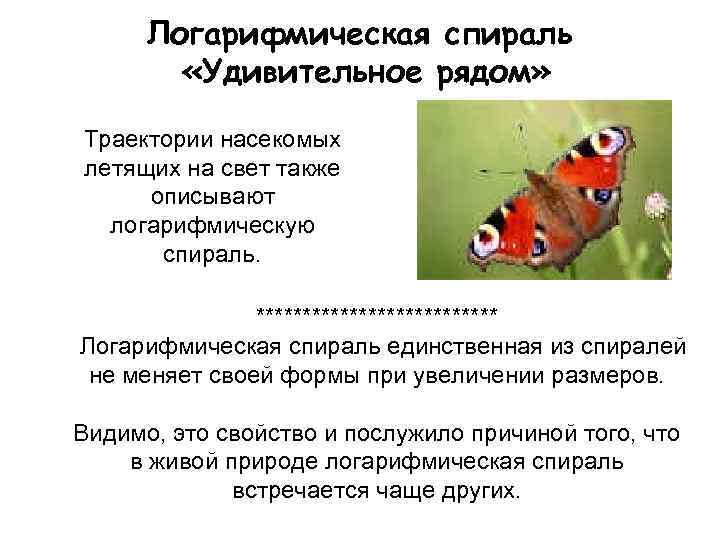 Логарифмическая спираль «Удивительное рядом» Траектории насекомых летящих на свет также описывают логарифмическую спираль. *************