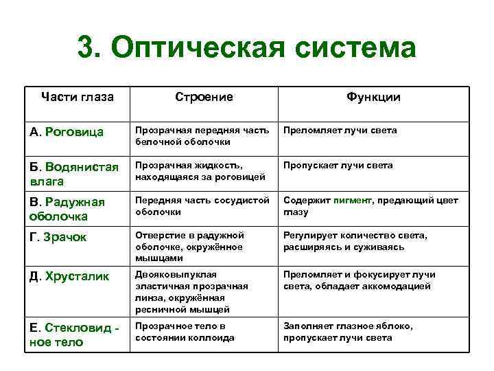 Строение и функции