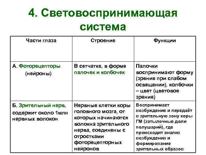 Строение и функции