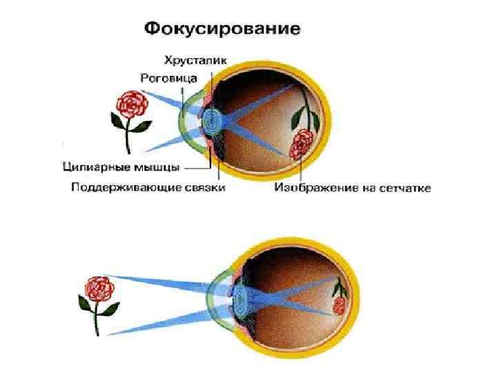 Хрусталик формирует на сетчатке реальное изображение