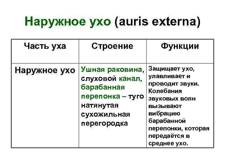 Наружное ухо (auris externa) Часть уха Строение Наружное ухо Ушная раковина, слуховой канал, барабанная