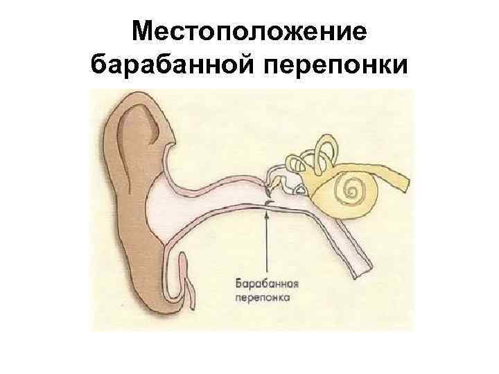 Барабанная перепонка. Барабанная перепонка отделяе. Барабанная перепонка рисунок. Барабанная перепонка отделяется. Втянутые барабанные перепонки.