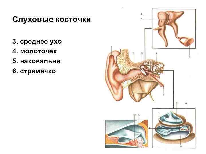 Слуховые косточки 3. среднее ухо 4. молоточек 5. наковальня 6. стремечко 