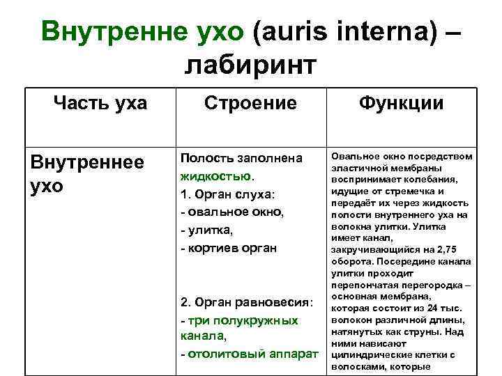 Внутренне ухо (auris interna) – лабиринт Часть уха Внутреннее ухо Строение Полость заполнена жидкостью.