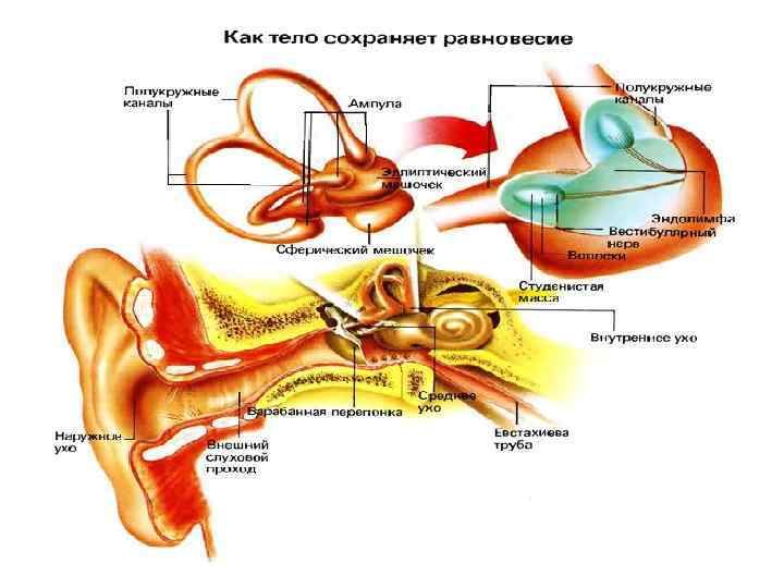 Внутреннее ухо выполняет. Внутреннее ухо эндолимфа. Строение внутреннего уха эндолимфа. Внутреннее ухо анатомия перилимфа эндолимфа. Строение уха перилимфа.