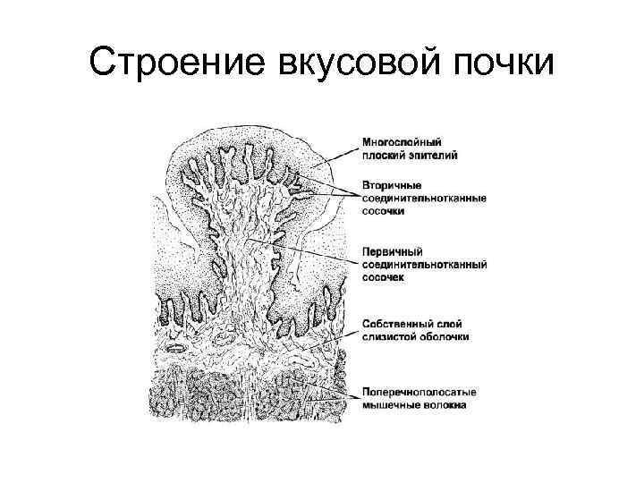 Вкусовая почка