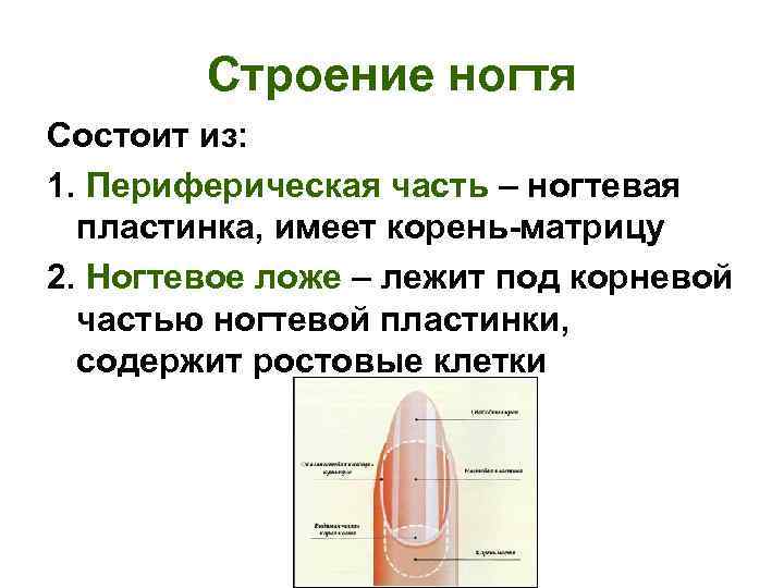 Где находится ногтевое ложе фото