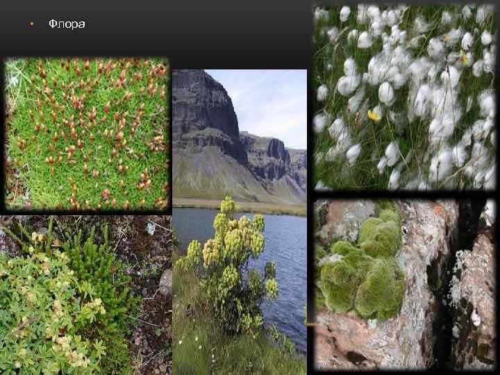  • Флора 