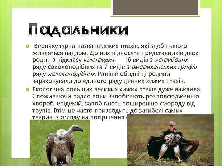 Падальники Вернакулярна назва великих птахів, які здебільшого живляться падлом. До них відносять представників двох