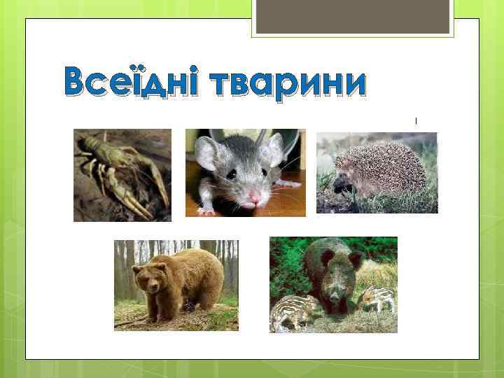 Всеїдні тварини 