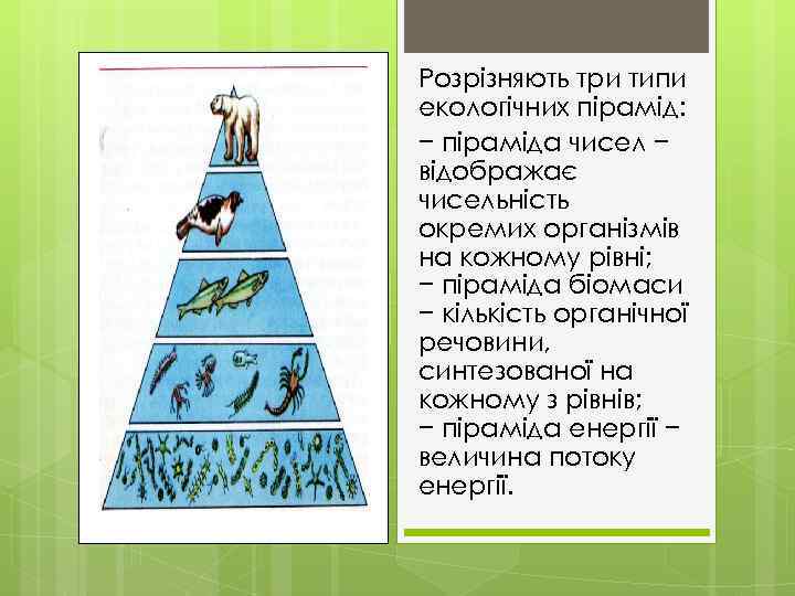 Розрізняють три типи екологічних пірамід: − піраміда чисел − відображає чисельність окремих організмів на