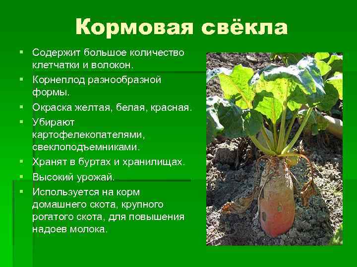 Кормовая свёкла § Содержит большое количество клетчатки и волокон. § Корнеплод разнообразной формы. §