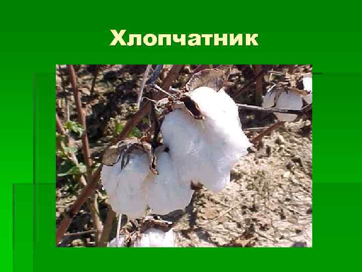 Хлопчатник 