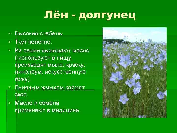 Лён - долгунец § § § Высокий стебель. Ткут полотно. Из семян выжимают масло