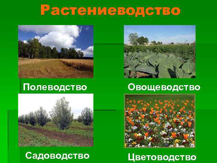 Растениеводство Полеводство Садоводство Овощеводство Цветоводство 