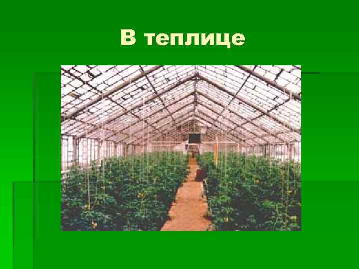 В теплице 