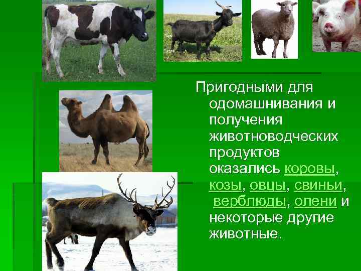  Пригодными для одомашнивания и получения животноводческих продуктов оказались коровы, козы, овцы, свиньи, верблюды,