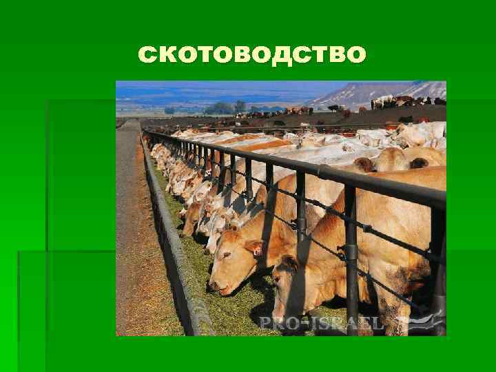 скотоводство 