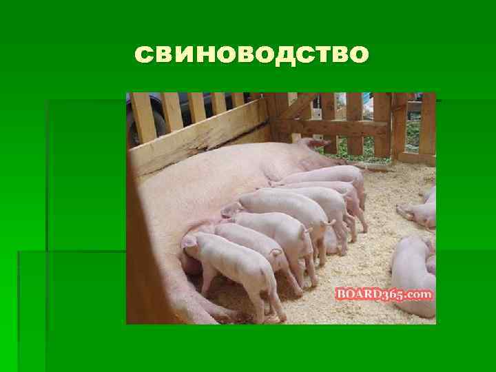 свиноводство 