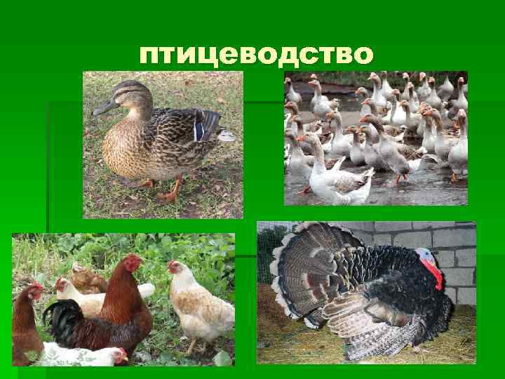 птицеводство 