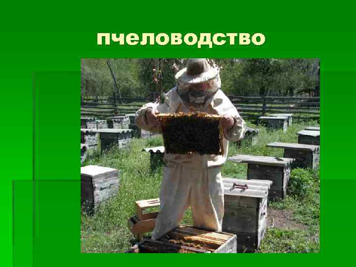 пчеловодство 
