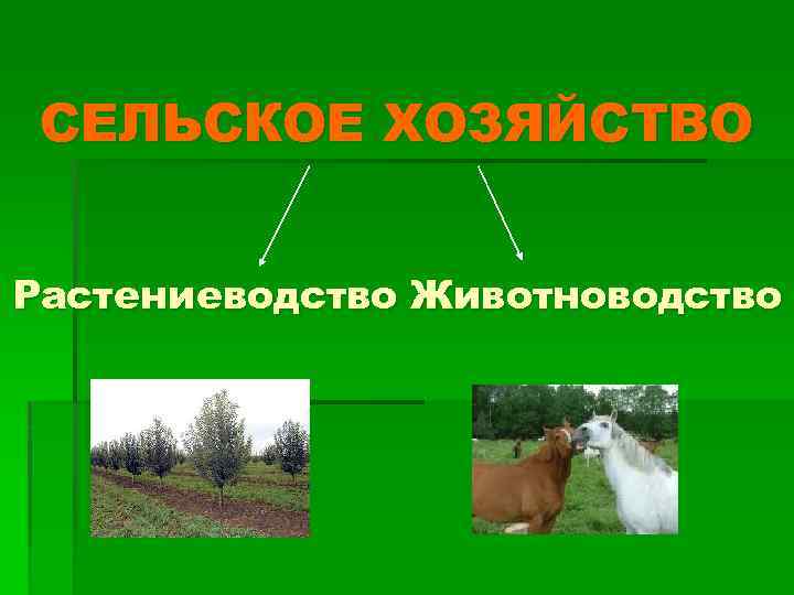 СЕЛЬСКОЕ ХОЗЯЙСТВО Растениеводство Животноводство 