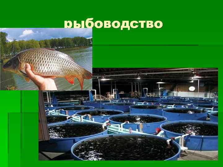 рыбоводство 