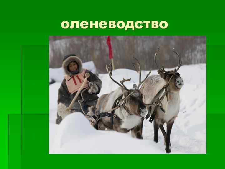 оленеводство 