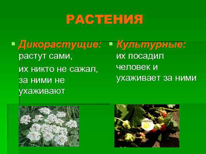 РАСТЕНИЯ § Дикорастущие: § Культурные: растут сами, их никто не сажал, за ними не