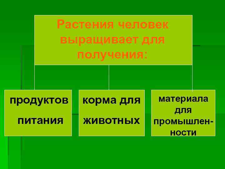 Растения человек выращивает для получения: продуктов корма для питания животных материала для промышленности 