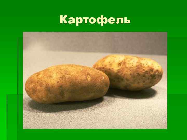 Картофель 