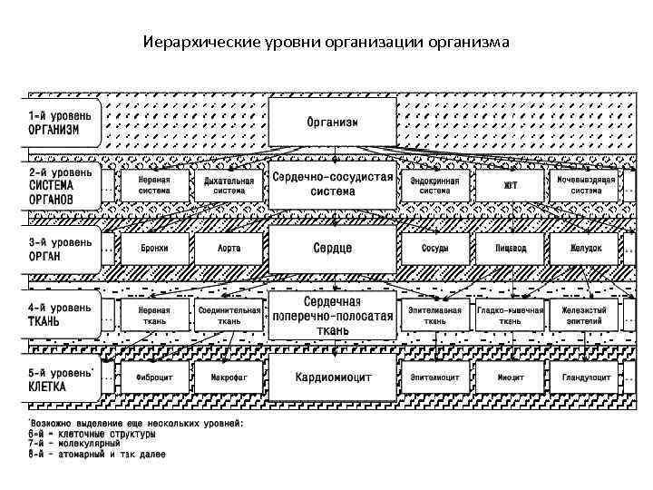 Уровни строения. Структурные уровни организма человека. Уровни организации тела человека. Строение организма и уровни организации. Иерархические уровни организма.