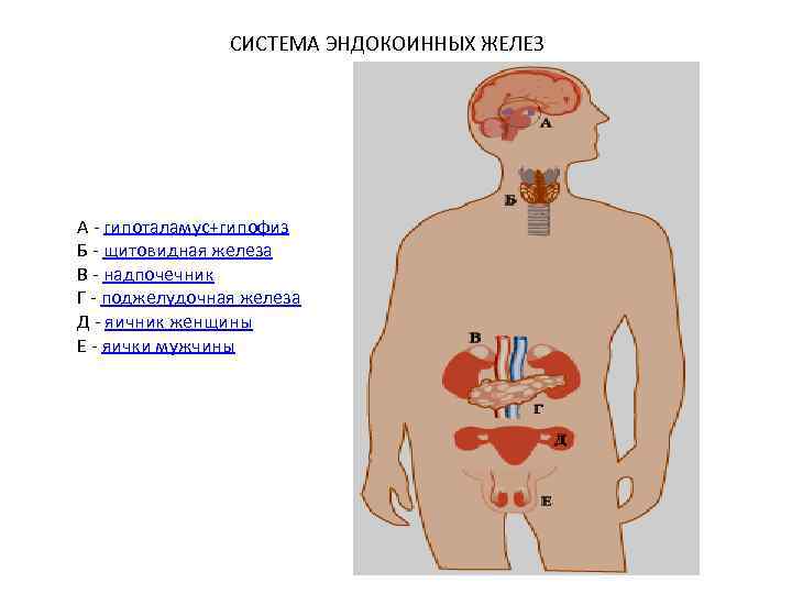 СИСТЕМА ЭНДОКОИННЫХ ЖЕЛЕЗ А - гипоталамус+гипофиз Б - щитовидная железа В - надпочечник Г
