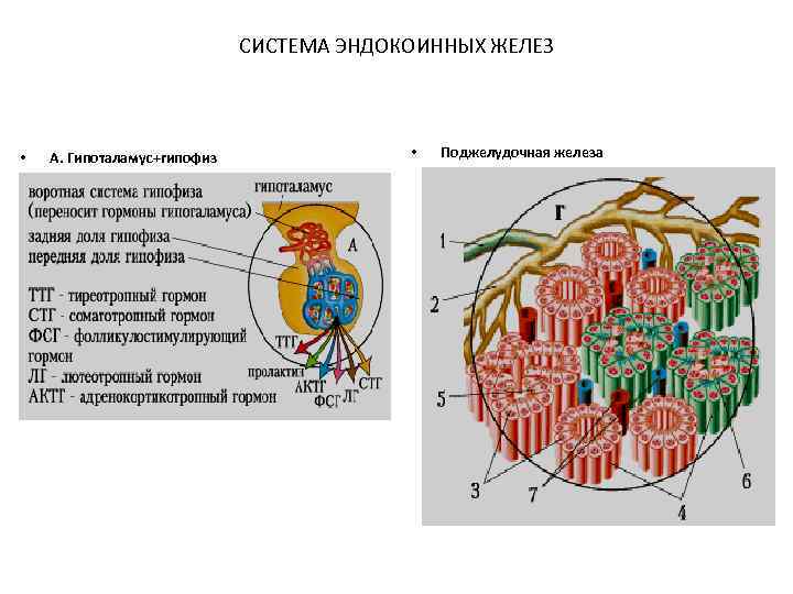 СИСТЕМА ЭНДОКОИННЫХ ЖЕЛЕЗ • А. Гипоталамус+гипофиз • Поджелудочная железа 
